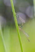 27658294-dragonflies-mating-with-bokeh