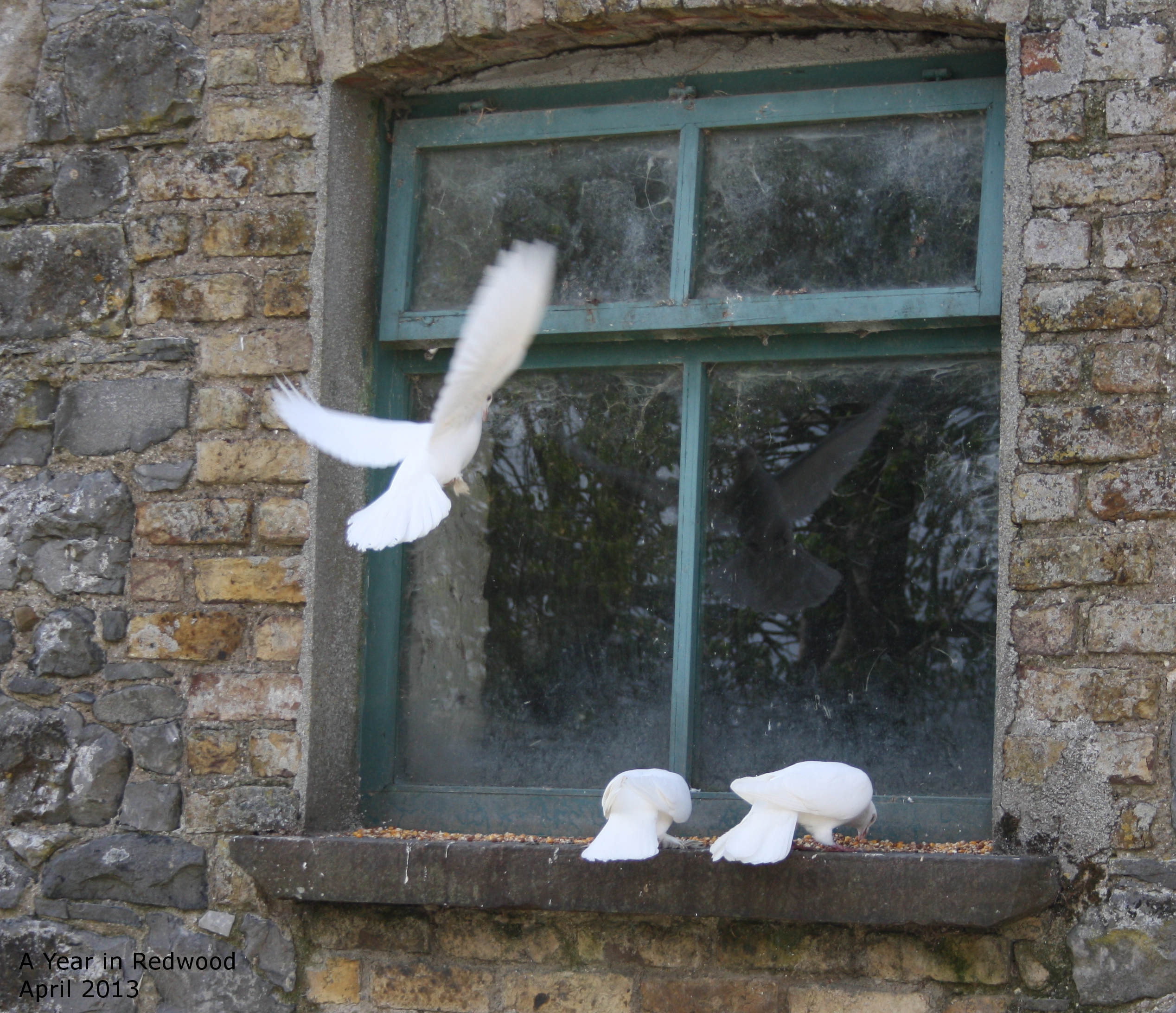 Птичка стучит в окно. Голубь на подоконнике. Птички на окна. Птицы за окном. Птица стукнулась в окно.